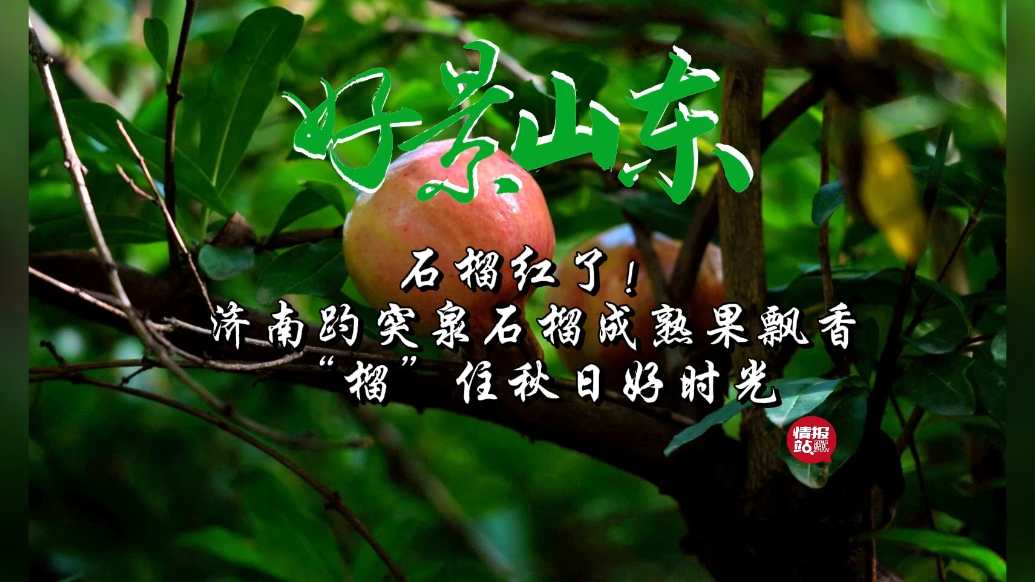 果然视频·好景山东|济南趵突泉石榴红了，“榴”住秋日好时光