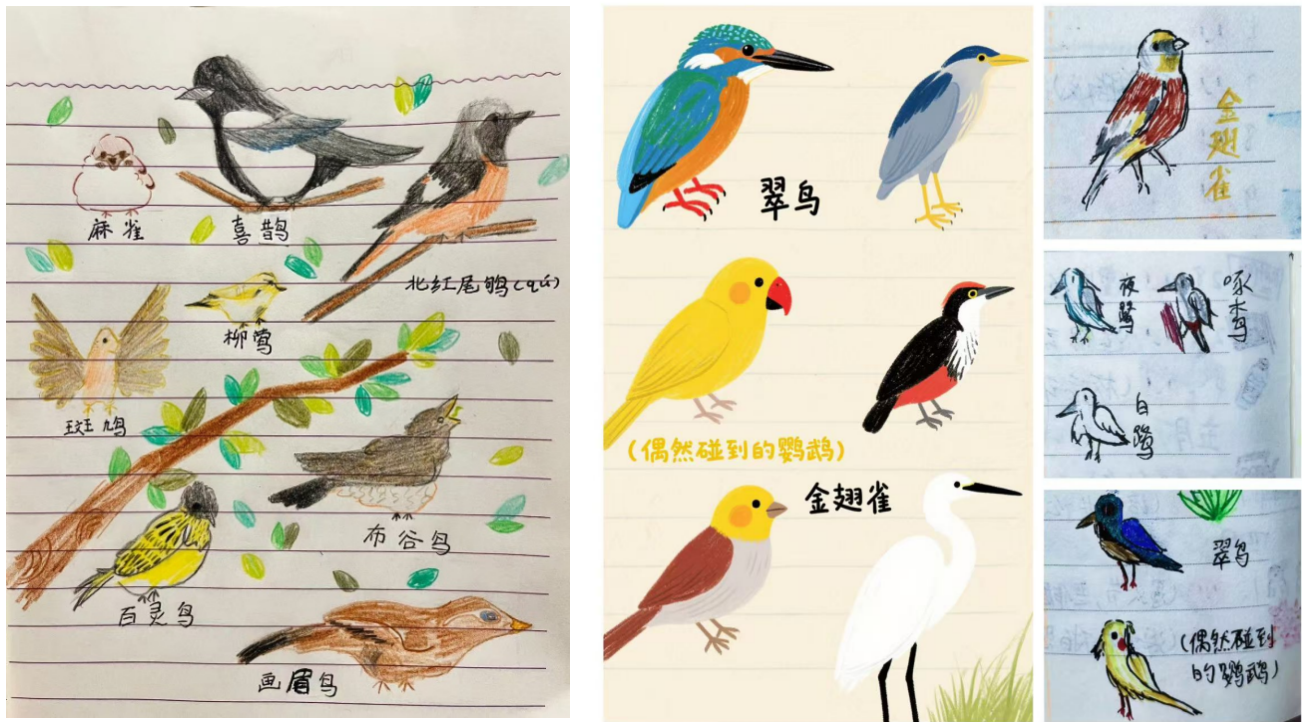 飞羽寻踪记 济南高新区康虹路小学“鸟与自然同萌小组”观鸟纪实