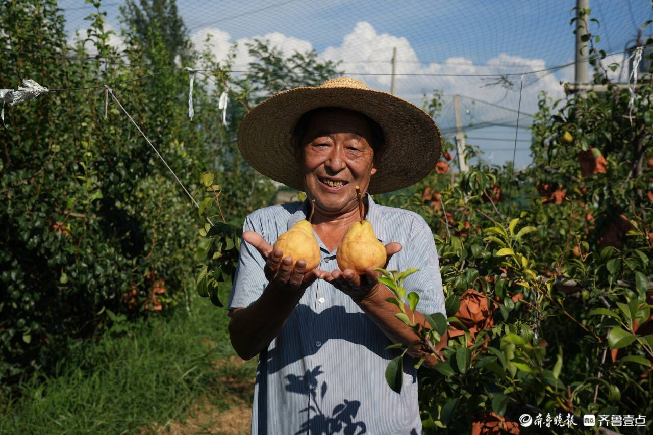 全身疙疙瘩瘩的“丑梨”成了村民致富的“金疙瘩”