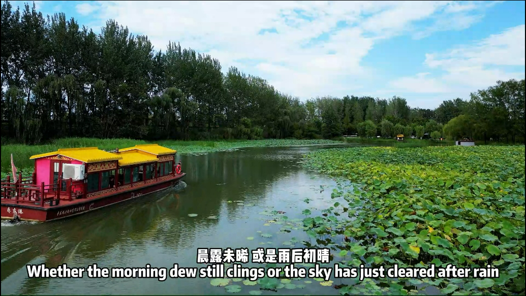 视听山东|台儿庄：湿地荷花别样红