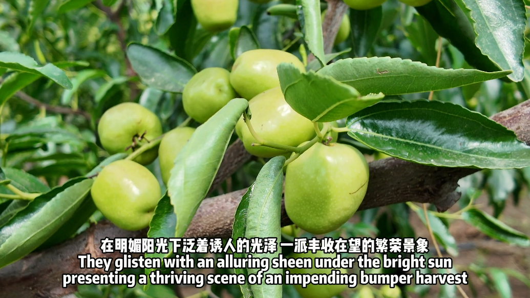 视听山东|台儿庄：冬枣丰收正当时