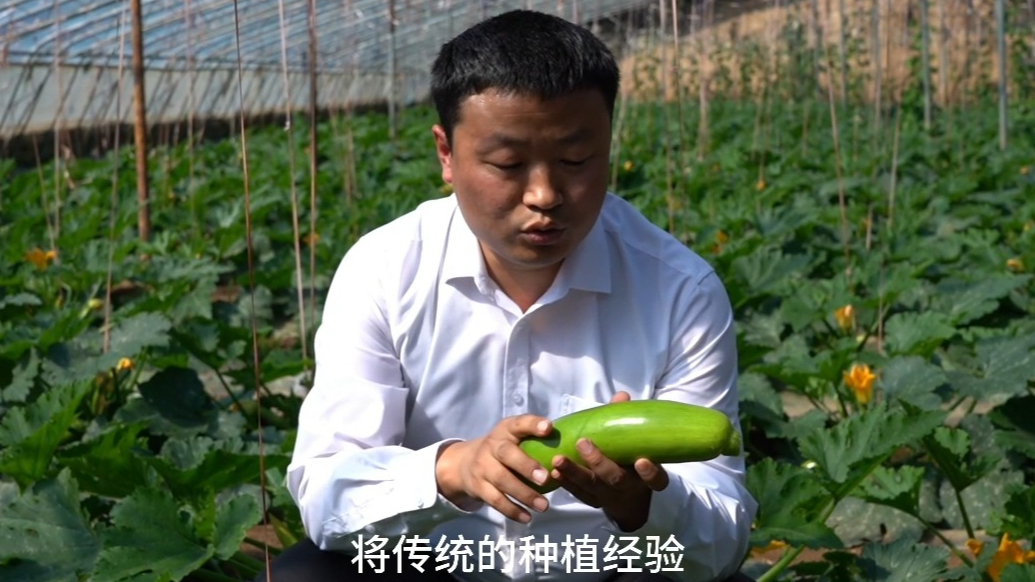 品质西葫芦 营养与美味的健康之选