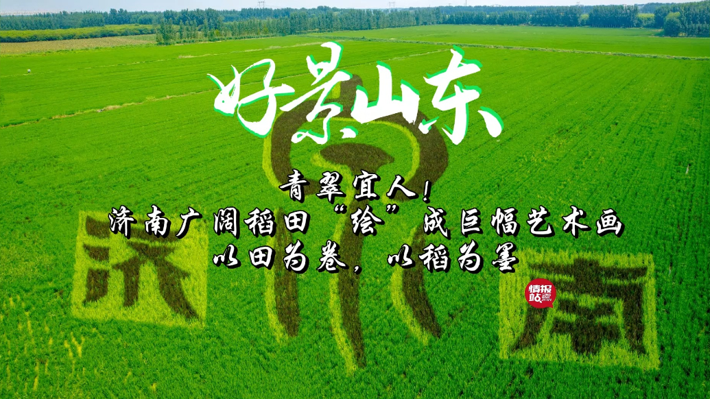 果然视频·好景山东|济南稻田“绘”成巨幅艺术画，青翠宜人！