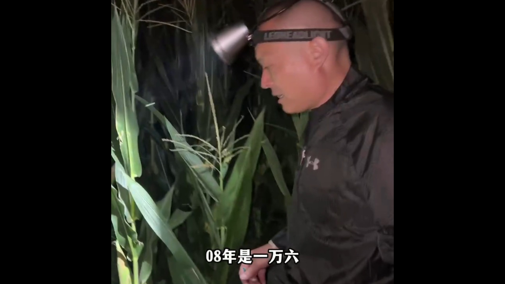 果然视频丨跟着“撬子手”抓蟋蟀，最贵一只卖过一万六