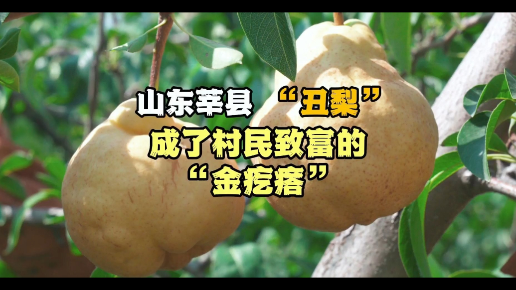  微纪录·最聊城｜“丑梨” 缘何成村民致富的宝贝“疙瘩”？