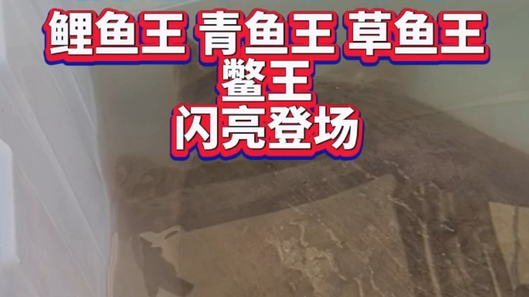 果然视频丨震撼！东平湖开湖盛典，鱼王鳖王齐亮相