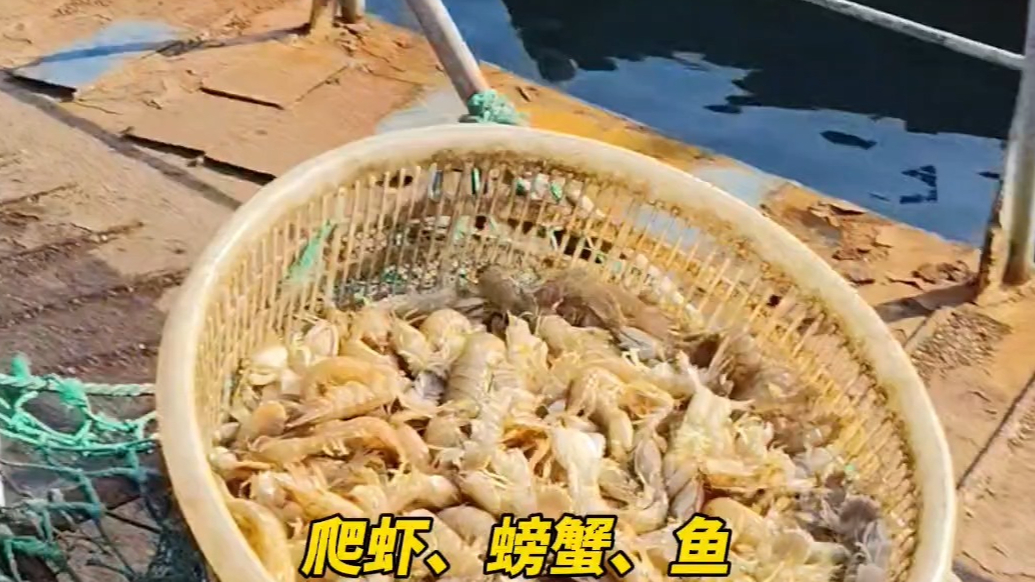果然视频｜爬虾、螃蟹等一大批肥美海鲜来袭，将被端上烟台人饭桌