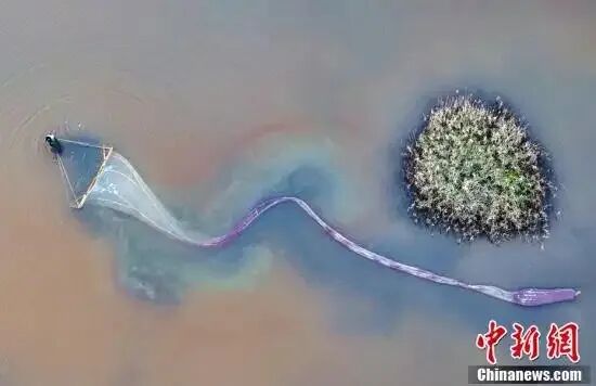 沙漠发现“盐水丰年虾”，是生命奇迹也是产业机遇