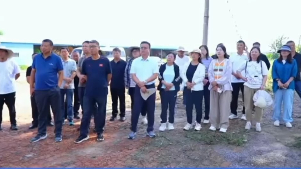 壹视频|山东省酿造高粱产业研讨暨现场观摩会在古贝春集团举行