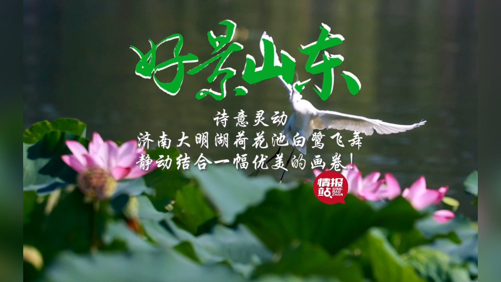 果然视频·好景山东|济南大明湖荷花池白鹭飞舞，诗意灵动别样美