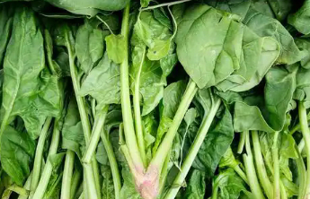菠菜不能和豆腐一起吃？关于菠菜的这几个谣言不要再信了