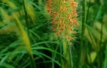白露：秋凉渐至，正宜润补