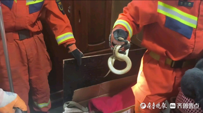 果然视频|花蛇钻入村民家衣橱中，消防员翻箱倒柜“请”出来