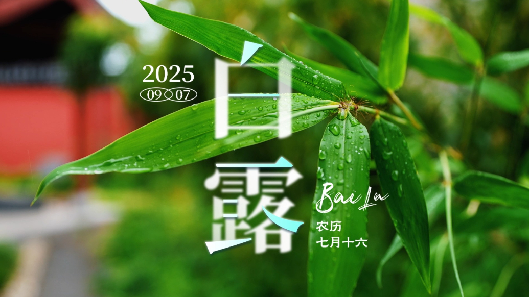 果然视频|时令·白露