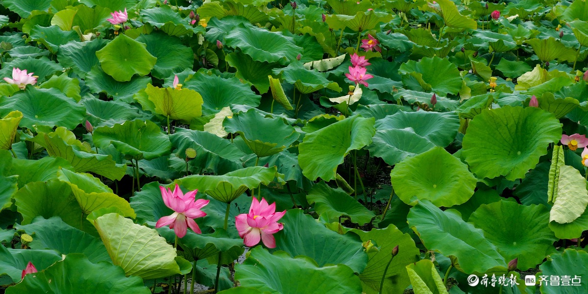 白露映荷，满池秋意  