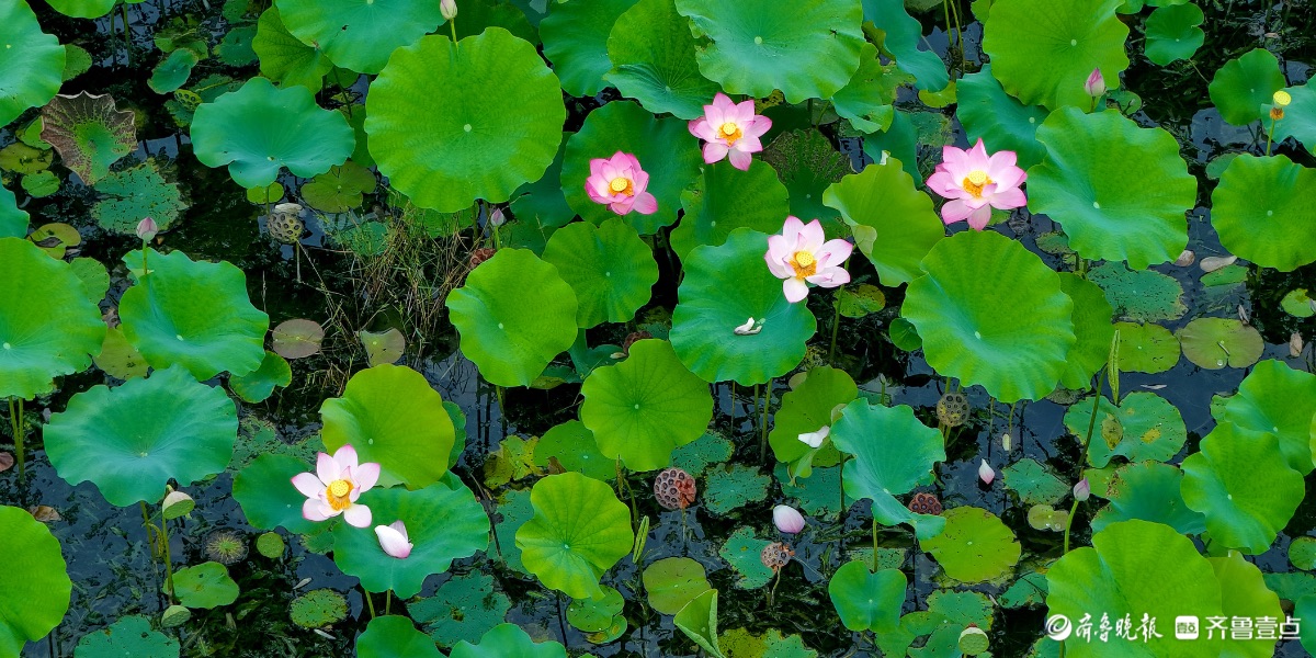 白露映荷，满池秋意  