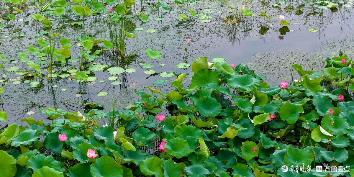 白露映荷，满池秋意  