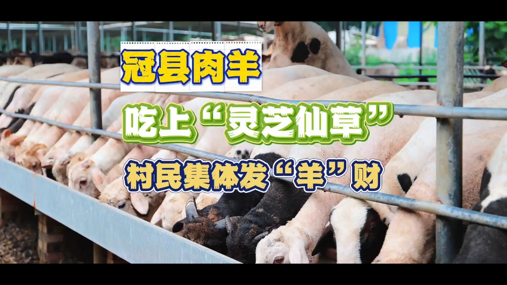 微纪录·聊城｜羊吃上“灵芝仙草”，村民集体发“羊”财