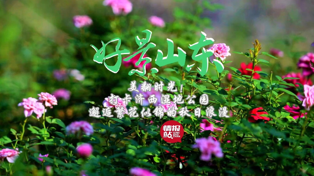 果然视频·好景山东|打卡济西湿地公园，邂逅繁花似锦的秋日浪漫