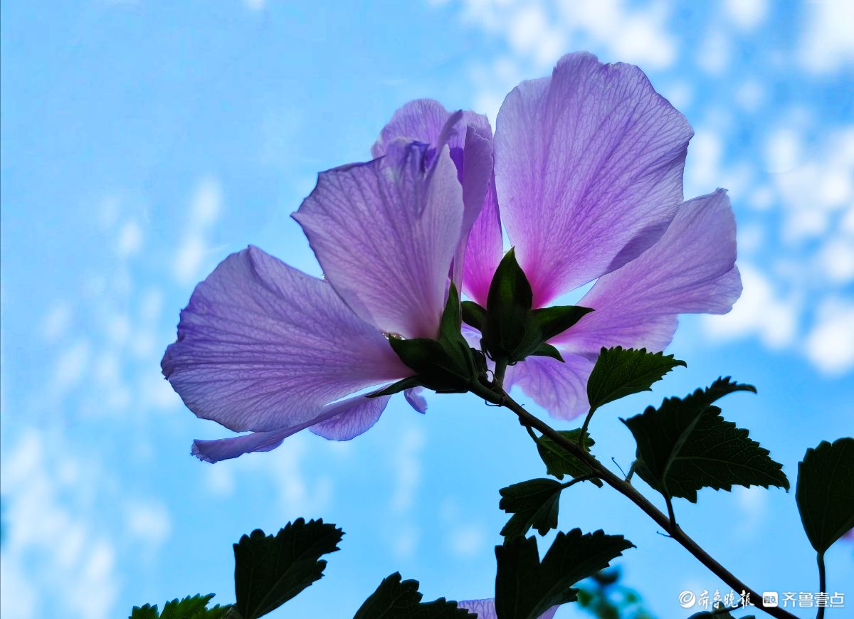 朝开暮落木槿花