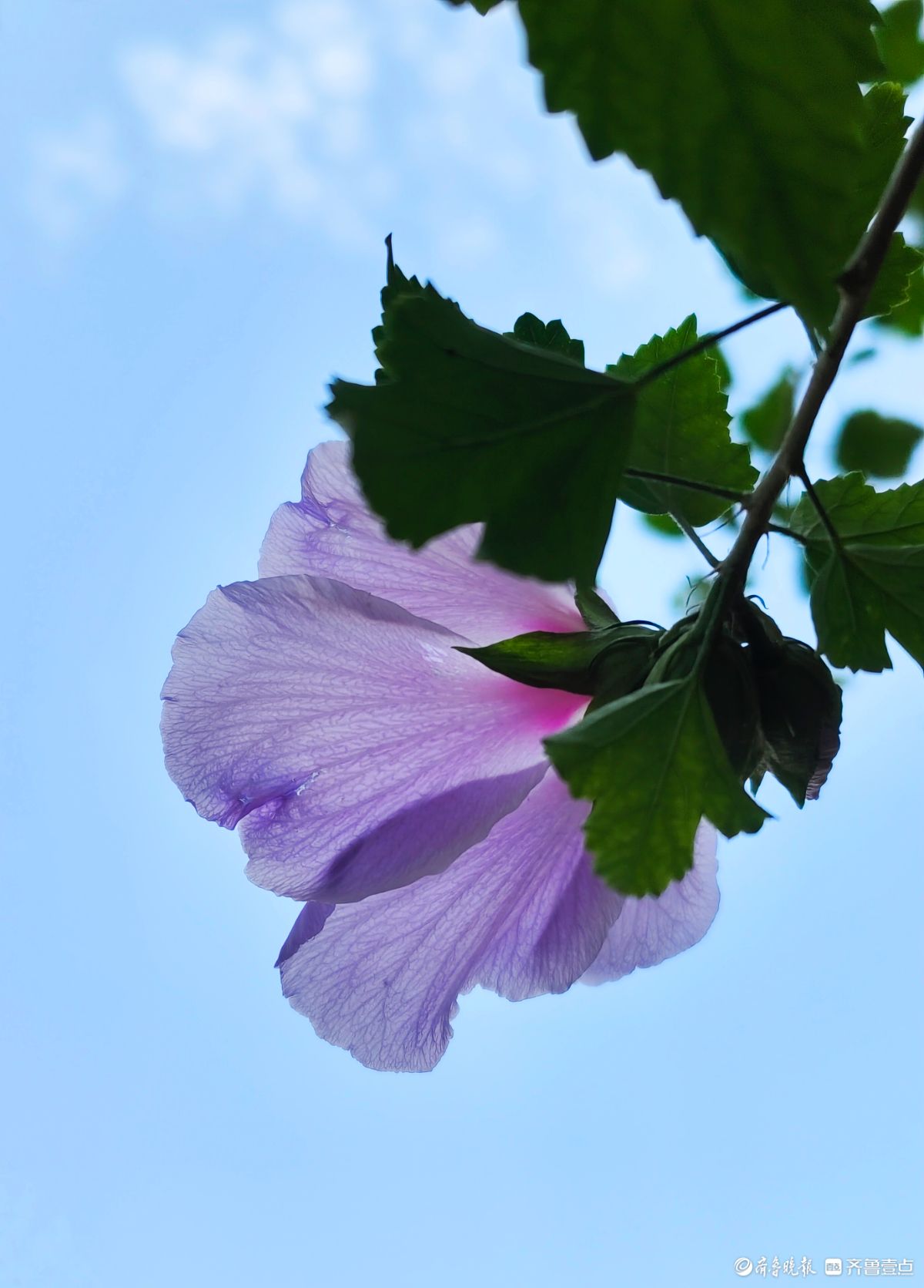 朝开暮落木槿花