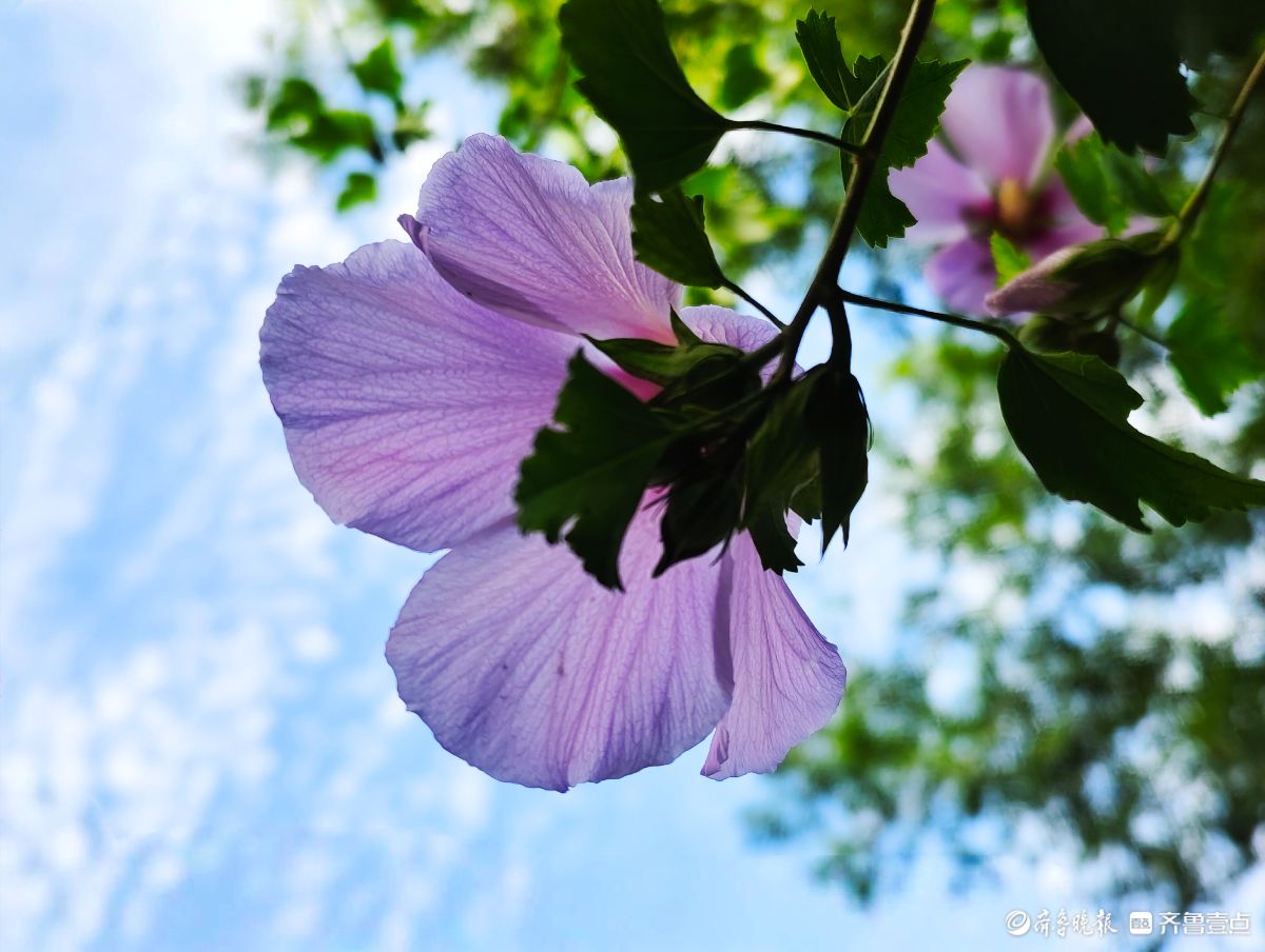 朝开暮落木槿花