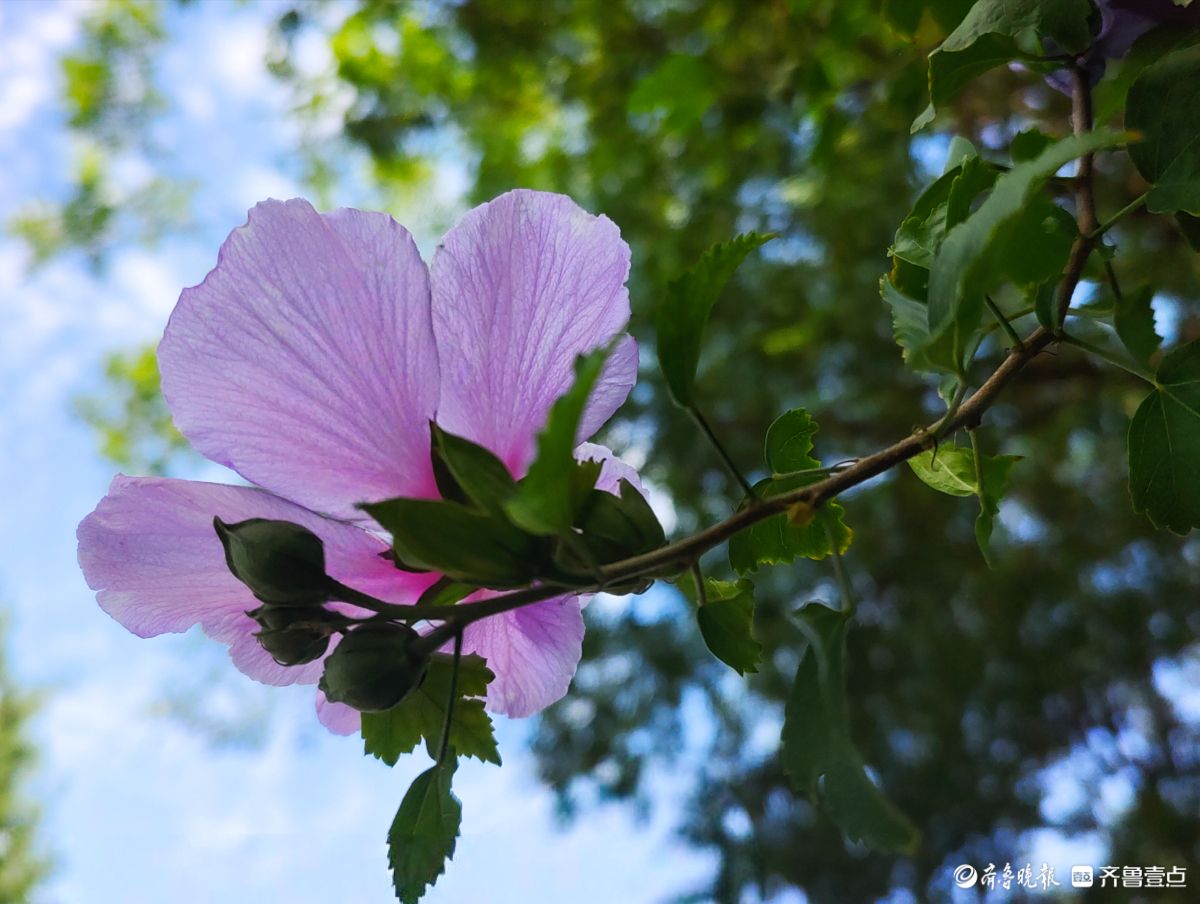 朝开暮落木槿花