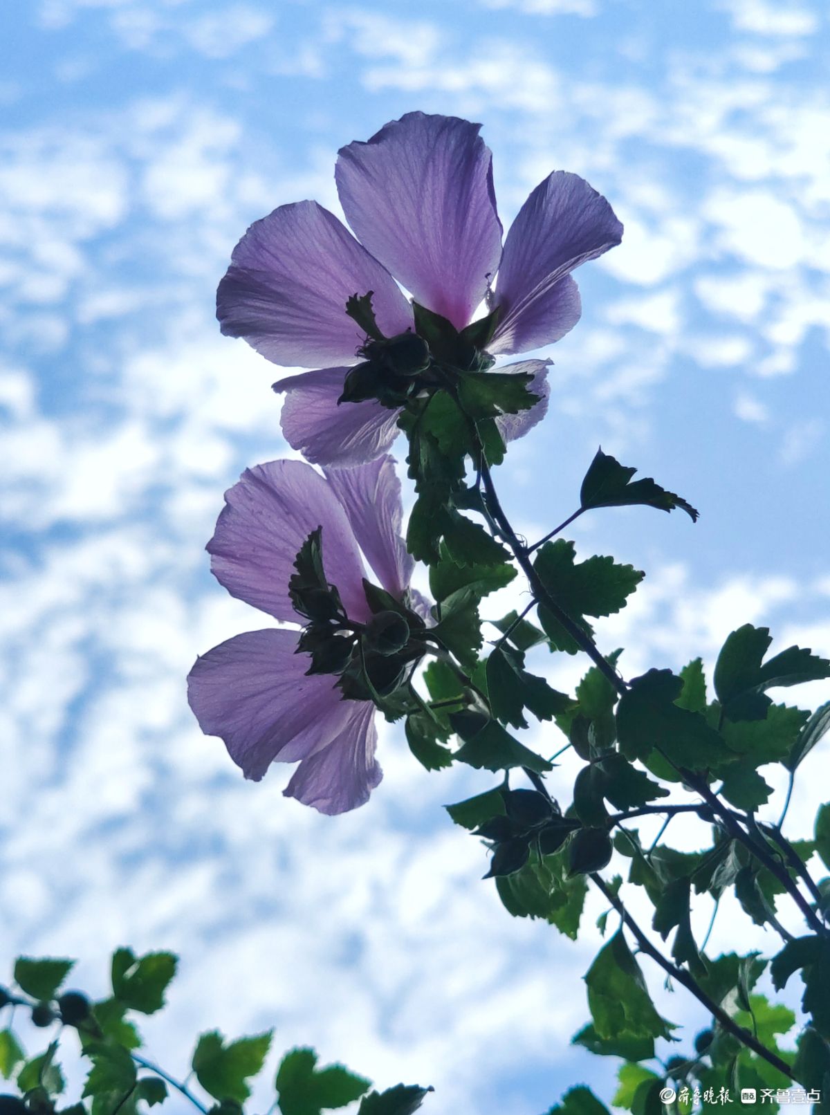 朝开暮落木槿花