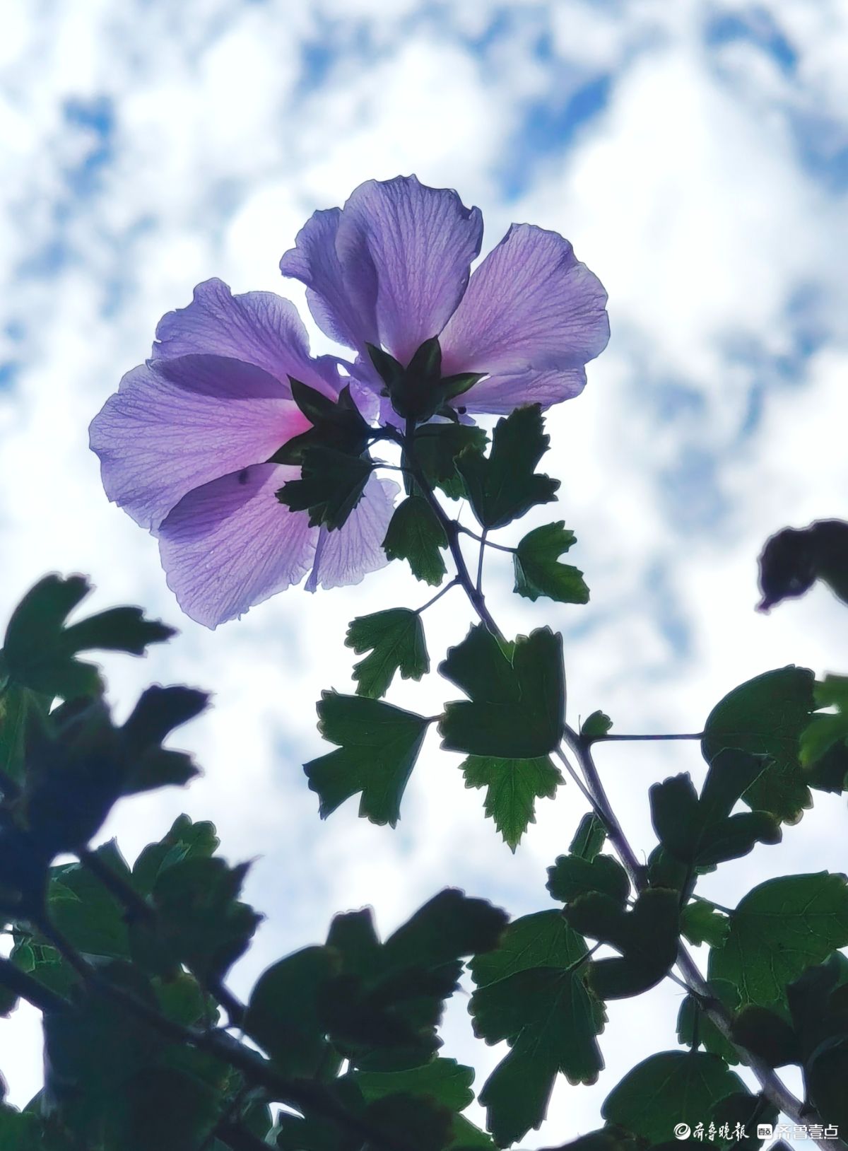 朝开暮落木槿花