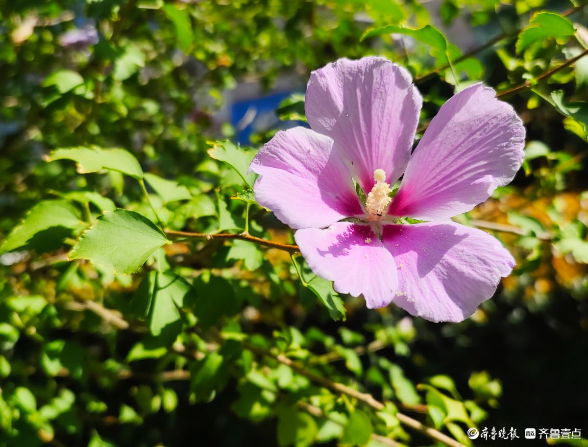 朝开暮落木槿花