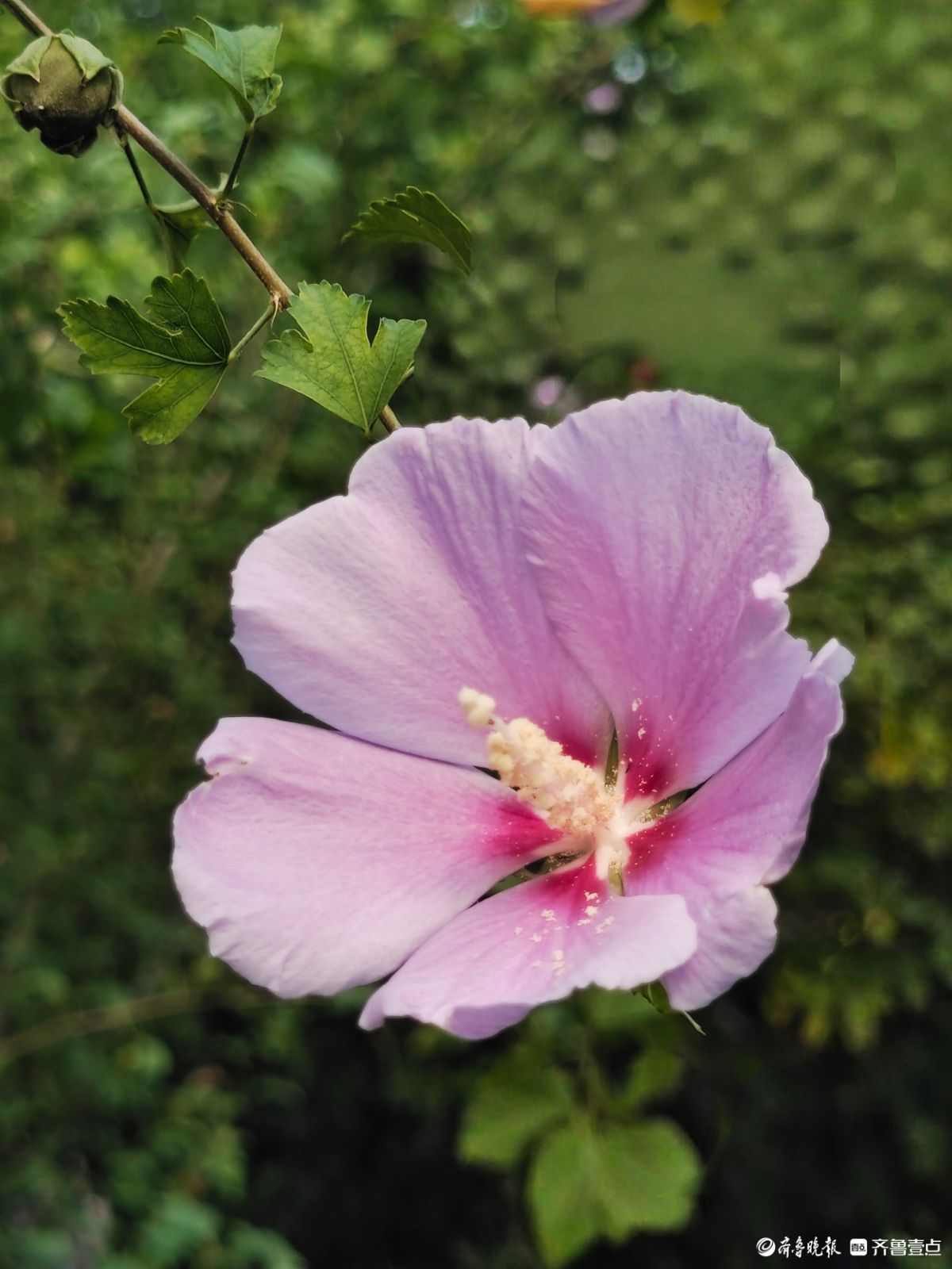 朝开暮落木槿花