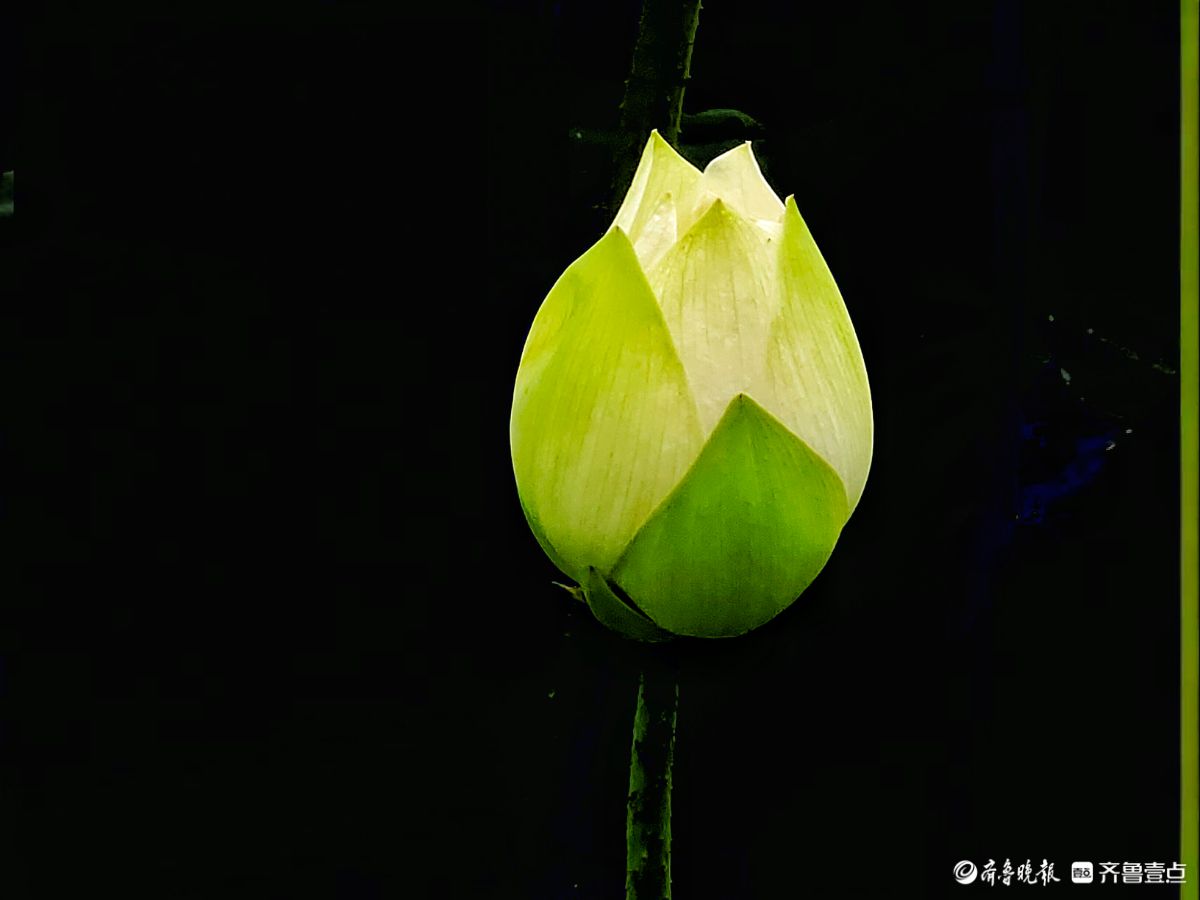 白荷冰清玉洁，花姿楚楚动人