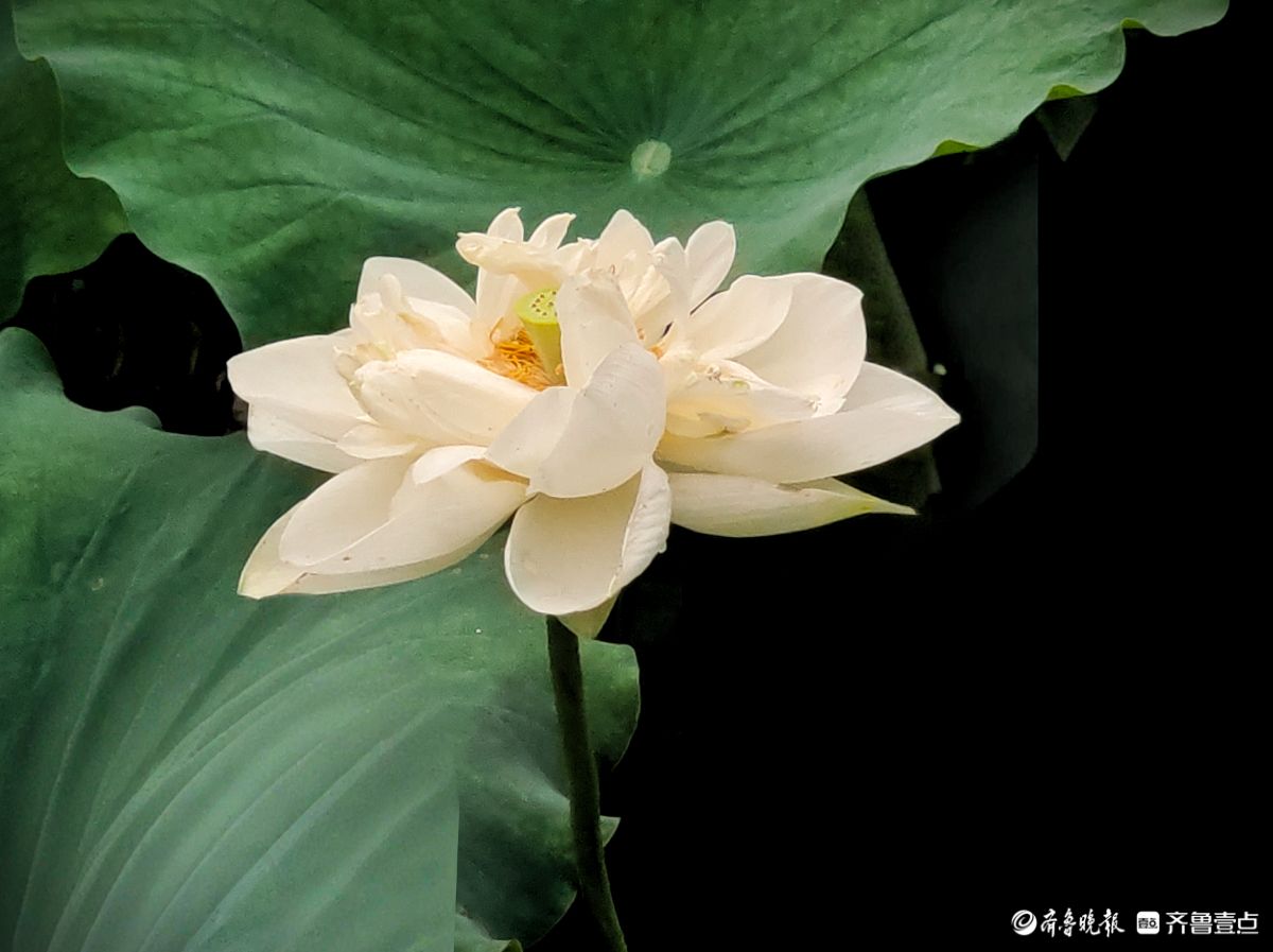 白荷冰清玉洁，花姿楚楚动人