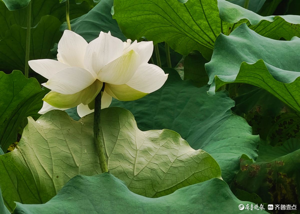 白荷冰清玉洁，花姿楚楚动人