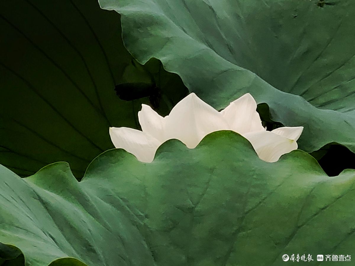 白荷冰清玉洁，花姿楚楚动人
