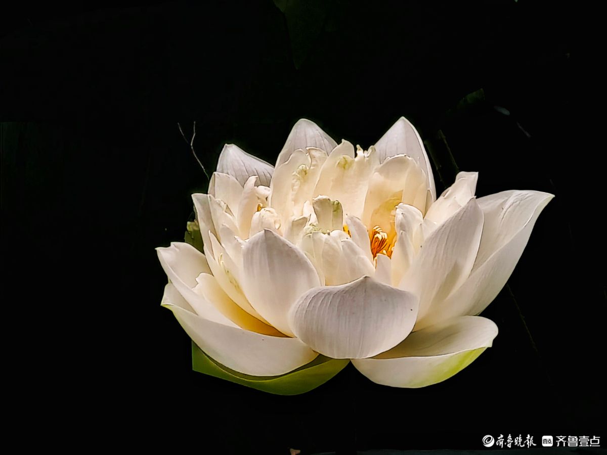 白荷冰清玉洁，花姿楚楚动人