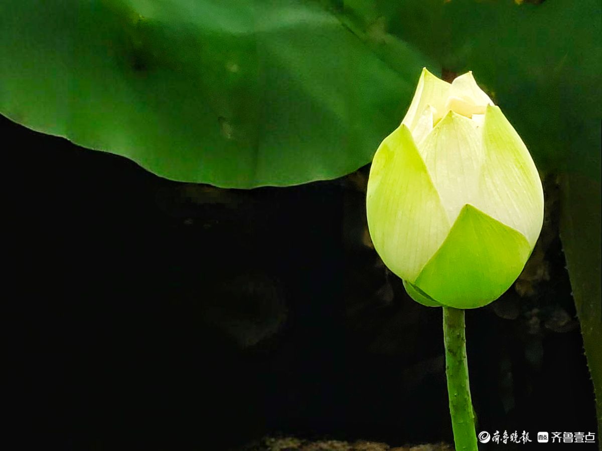 白荷冰清玉洁，花姿楚楚动人