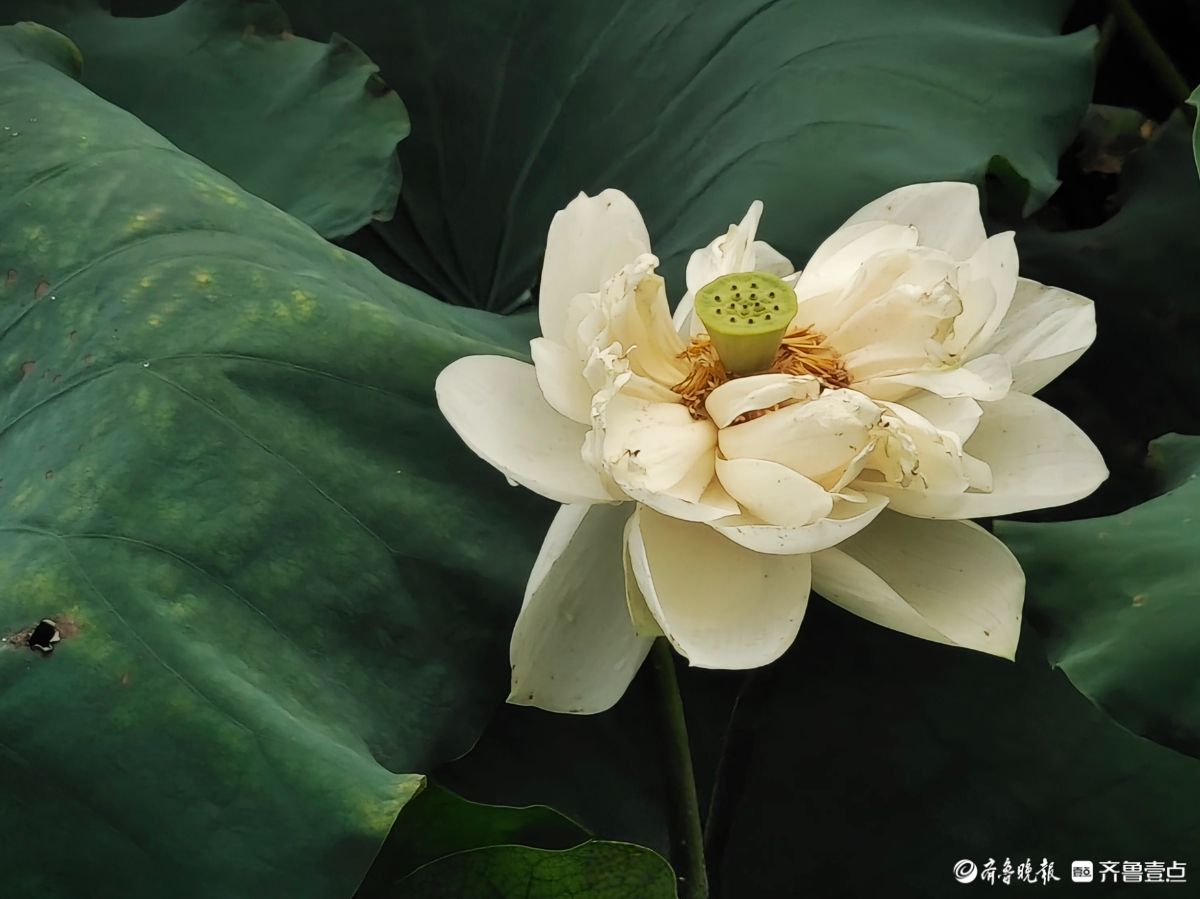 白荷冰清玉洁，花姿楚楚动人
