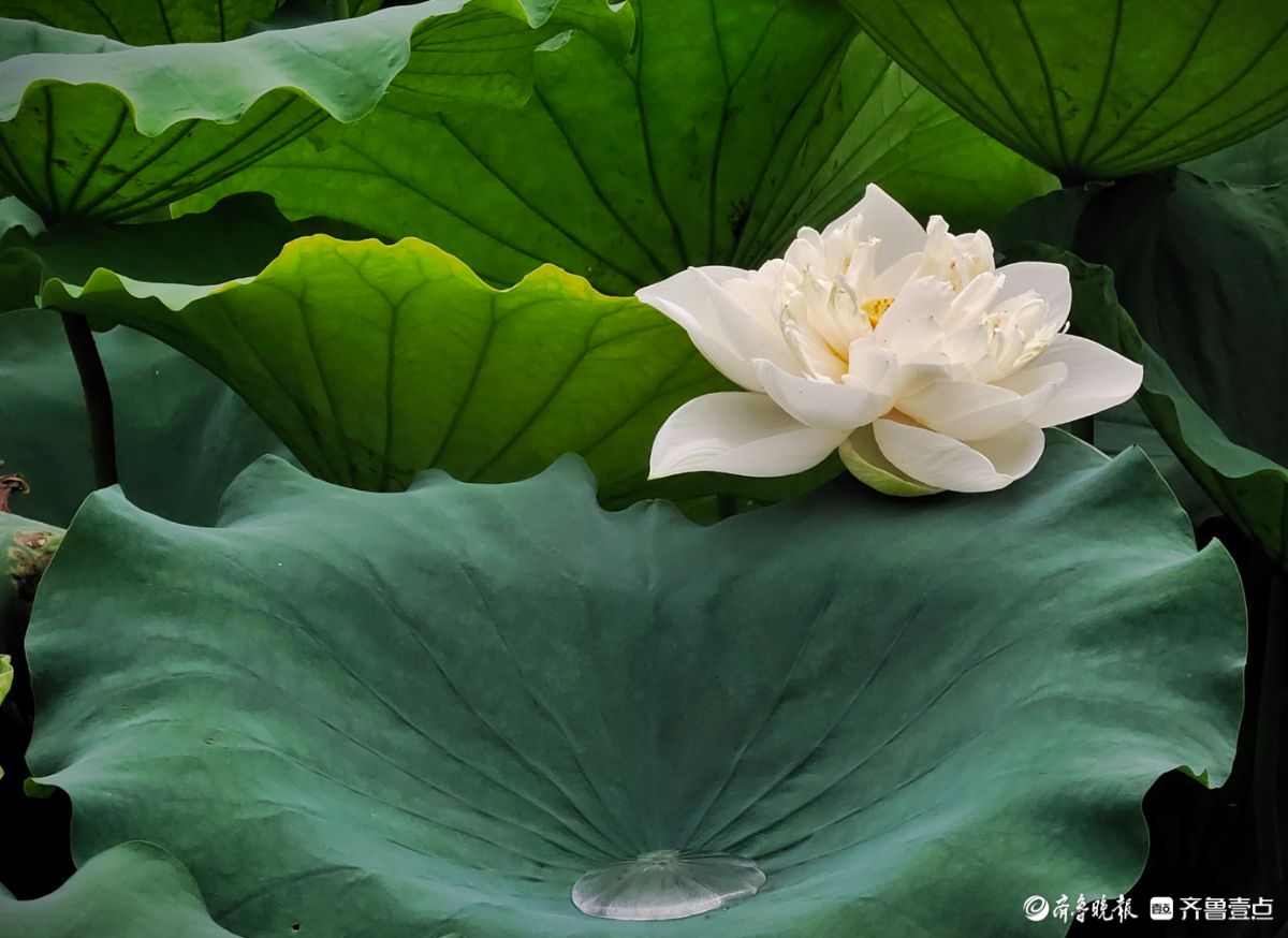 白荷冰清玉洁，花姿楚楚动人