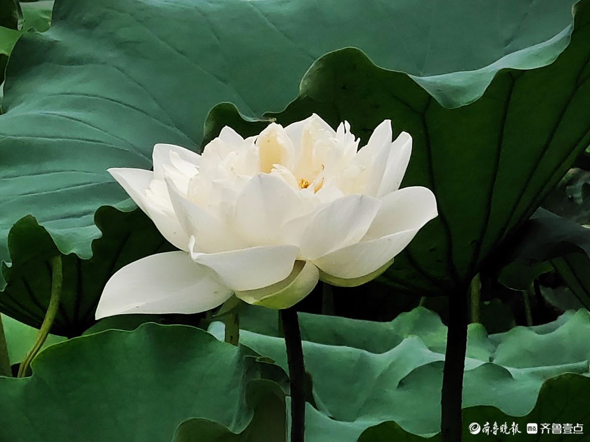 白荷冰清玉洁，花姿楚楚动人
