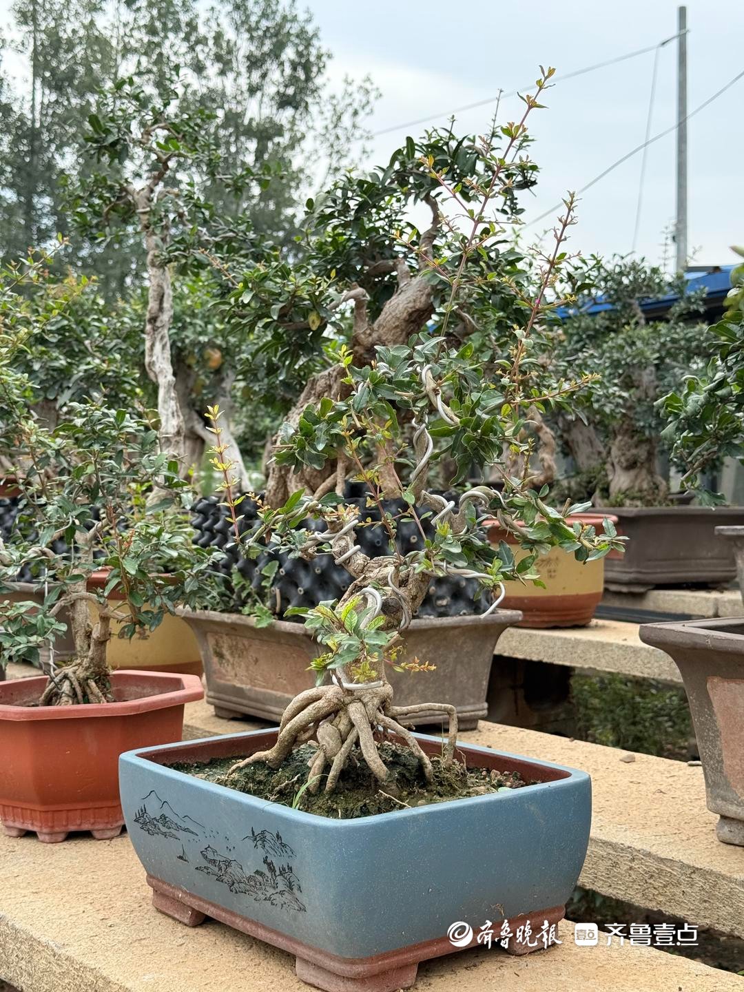石榴盆景有了新形态，藏在方寸盆景里的“增收密码”