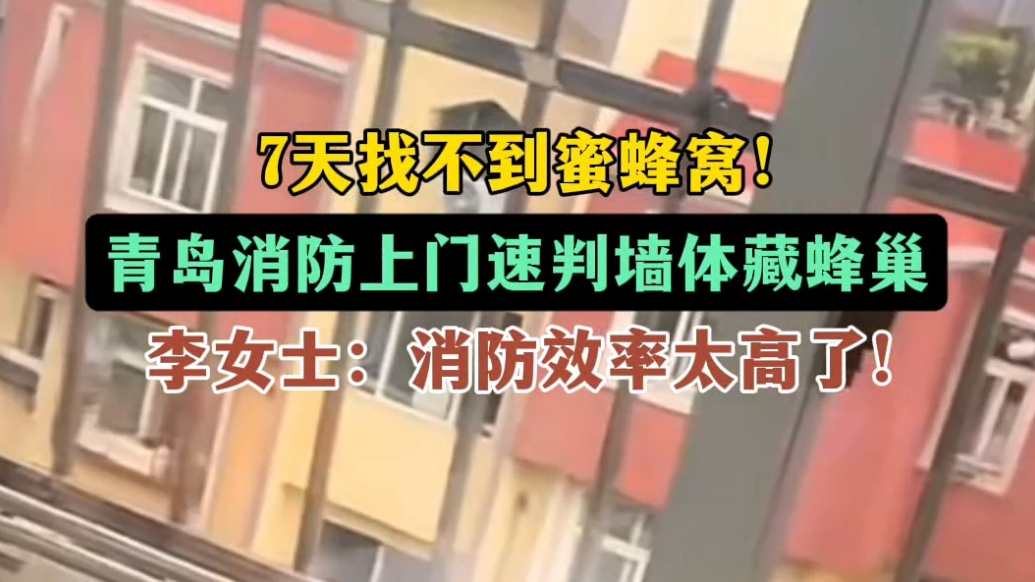 果然视频丨蜜蜂扰家7天寻巢无门！青岛消防速判墙体藏蜂巢