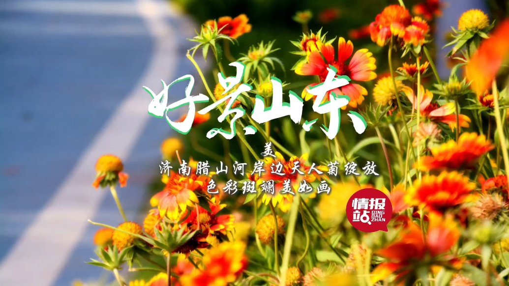 果然视频·好景山东|济南腊山河岸边天人菊绽放，色彩斑斓美如画