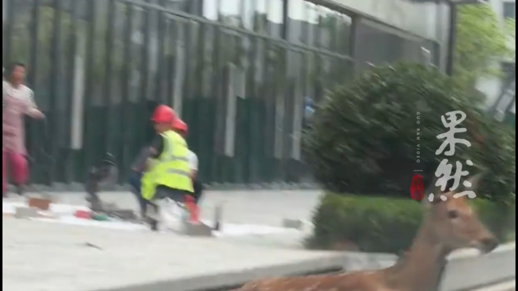 果然视频丨合肥小鹿“迷路”撞上小区玻璃门，官方：仍在追查踪迹