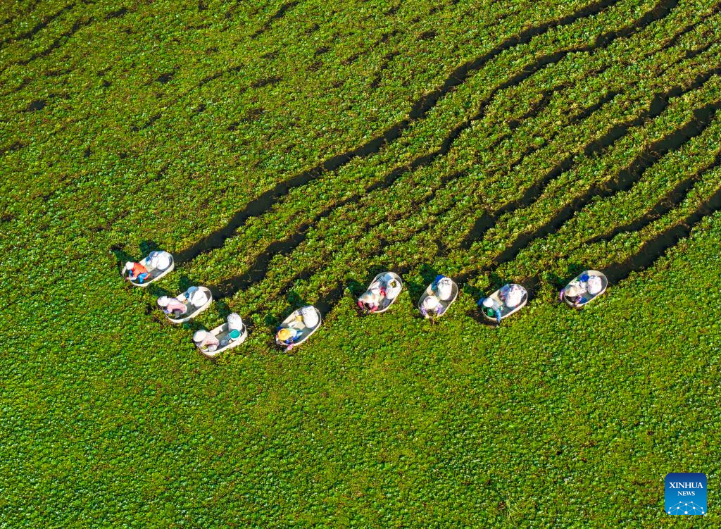 Autumn harvest in full swing across China