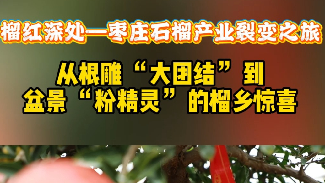 榴红深处—从根雕“大团结”到盆景“粉精灵”的榴乡惊喜