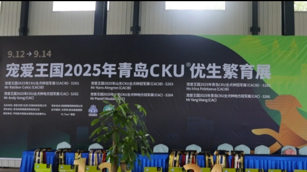果然视频丨谁才是“狗界顶流”？CKU全犬种冠军展在即墨举行