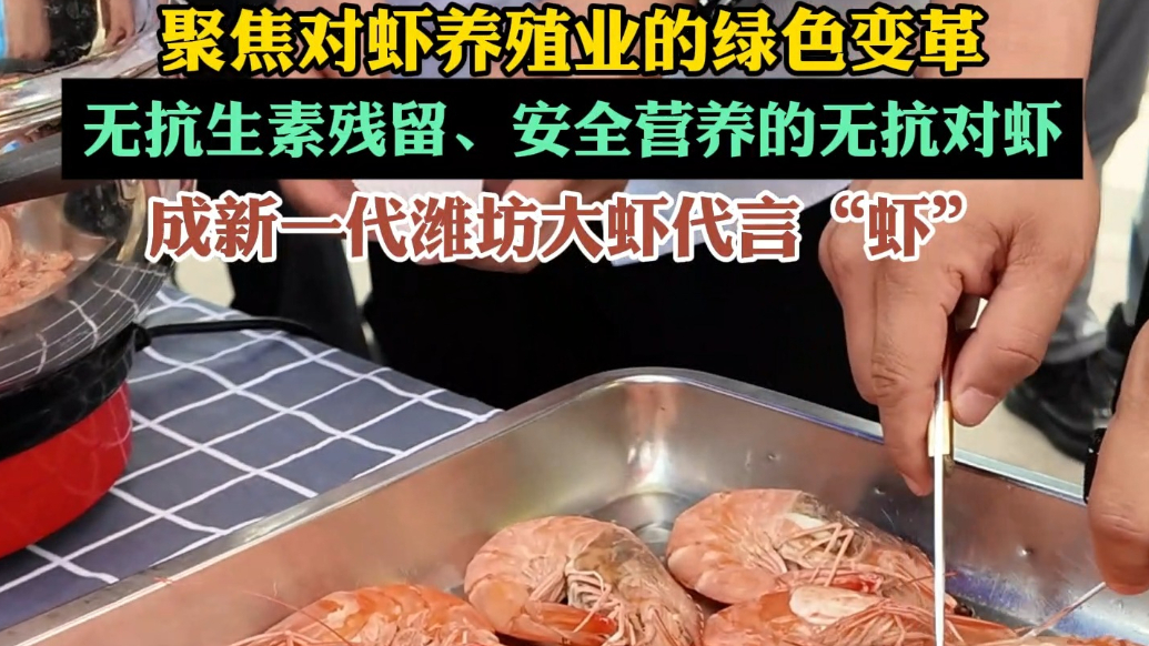 果然视频|潍坊海渔局举办无抗活虾品牌推介活动