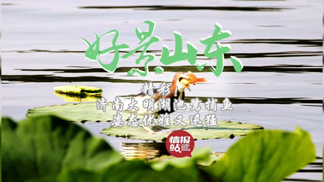 果然视频·好景山东|精彩！济南大明湖池鹭捕鱼，姿态优雅又迅猛