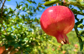 新栽53万株，企业达53家！枣庄石榴产业“三链协同”提质增效